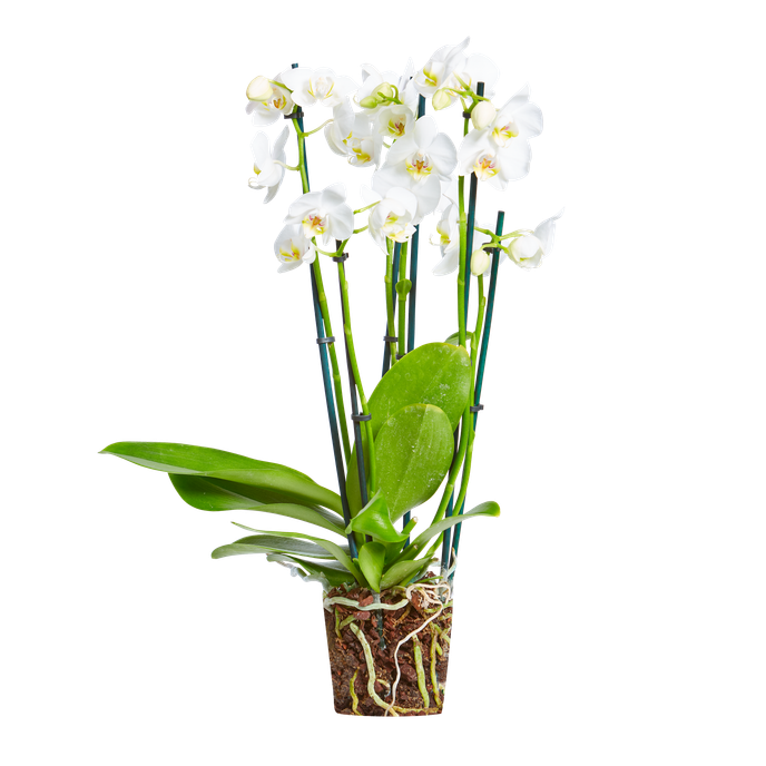 Orchid 'stunning silver'